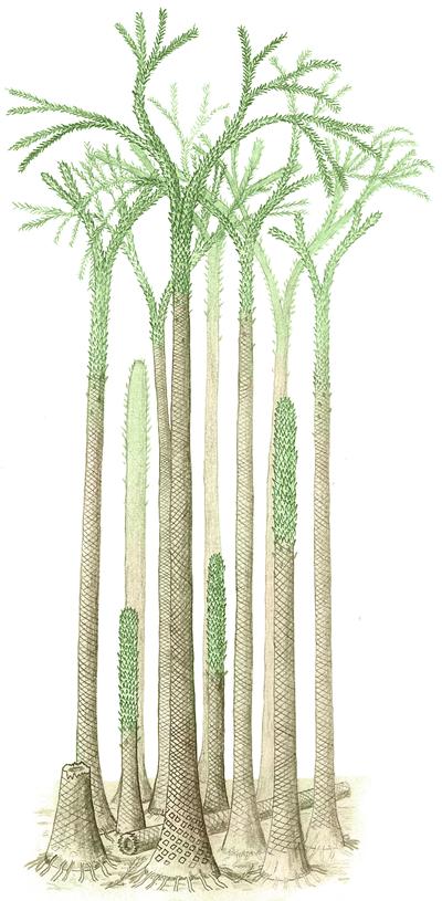Svalbard forest